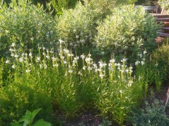 Odętka wirginijska 'Cristal Peak White' (Physostegia virginiana) 