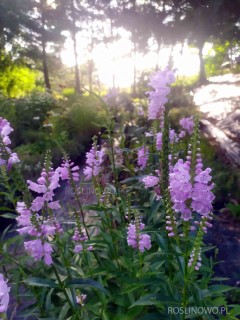 Odętka wirginijska 'Rosea' (Physostegia virginiana) 