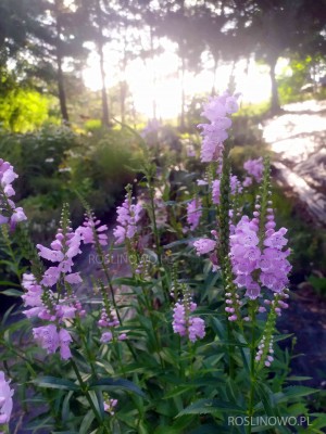 Odętka wirginijska 'Rosea' (Physostegia virginiana) 