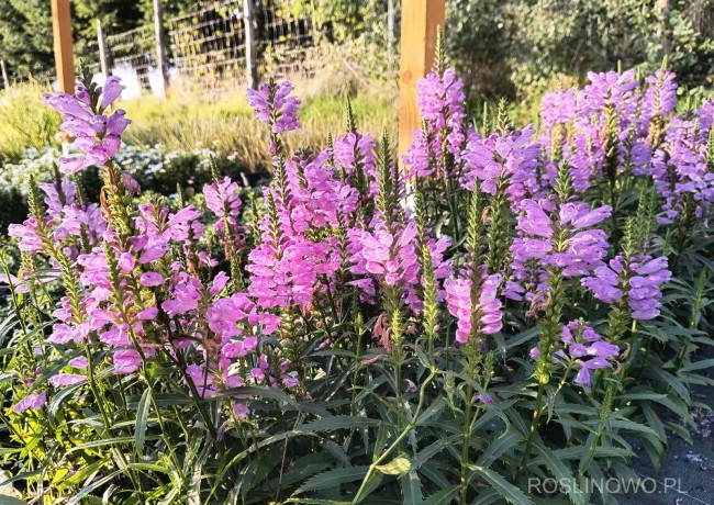 Odętka wirginijska 'Vivid' (Physostegia virginiana 'Vivid') 