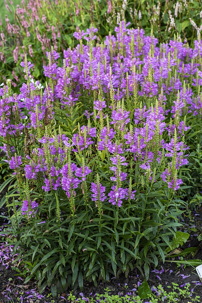 Odętka wirginijska 'Vivid' (Physostegia virginiana 'Vivid') 