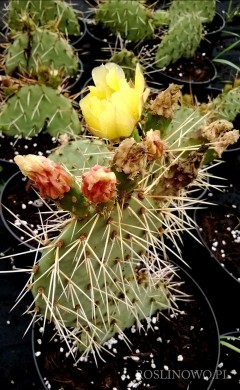 Opuncja Komanczów  (Opuntia phaeacanta var. Camanchica) mrozoodporna