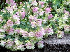 Oregano, lebiodka  'Kent Beauty' (Origanum 'Kent Beauty')