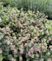 Oregano, lebiodka  'Kent Beauty' (Origanum 'Kent Beauty') donica P13 (1,9 litr)