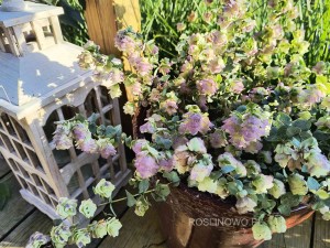 Oregano, lebiodka  'Kent Beauty' (Origanum 'Kent Beauty') donica P13 (1,9 litr)