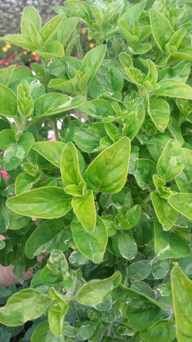 Oregano pospolite, lebiodka (Origanum vulgare)