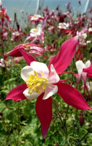 Orlik błękitny ‘Red Hobbit’ (Aquilegia caerulea hybr.)