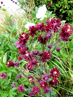 Orlik pospolity 'Ruby Port' (Aquilegia Ruby Port)