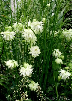 Orlik pospolity 'White Barlow' (Aquilegia White Barlow)