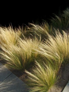 Ostnica mocna 'Pony Tails' (Stipa tenuissima) TAŃCZY NA WIETRZE