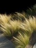 Ostnica mocna 'Pony Tails' (Stipa tenuissima) TAŃCZY NA WIETRZE