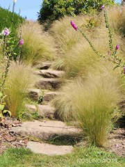 Ostnica mocna 'Pony Tails' (Stipa tenuissima) - zestaw 10 sztuk