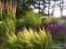 Ostnica mocna 'Pony Tails' (Stipa tenuissima) - zestaw 10 sztuk