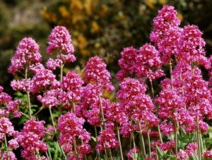 Ostrogowiec czerwony ‘Rosenrot’ (Centranthus ruber)