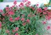 Ostrogowiec czerwony ‘Rosenrot’ (Centranthus ruber)