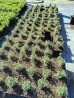 Ożanka (Teucrium × lucidrys)