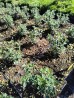 Ożanka (Teucrium × lucidrys)