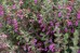 Ożanka (Teucrium × lucidrys)