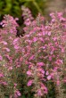 Ożanka (Teucrium × lucidrys)