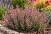 Ożanka (Teucrium × lucidrys)