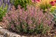 Ożanka (Teucrium × lucidrys)