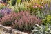 Ożanka (Teucrium × lucidrys)
