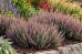 Ożanka (Teucrium × lucidrys)