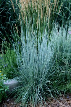 Palczatka miotlasta ‘Prairie Blue’ (Andropogon scoparius)