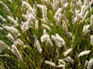 Perłówka orzęsiona (Melica ciliata)