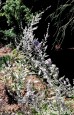 Perowskia łobodolistna 'Little Spire' (Perovskia atriplicifolia) - zestaw 5 sztuk