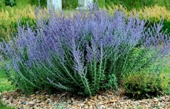 Perowskia łobodolistna 'Little Spire' (Perovskia atriplicifolia) - zestaw 10 sztuk