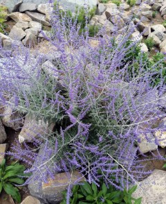 Perowskia łobodolistna 'Little Spire' (Perovskia atriplicifolia) 