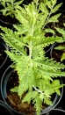 Perowskia łobodolistna 'Russian Sage' (perovskia atriplicifolia) - zestaw 10 sztuyk