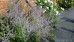 Perowskia łobodolistna 'Blue Spire' (perovskia atriplicifolia) - zestaw 10 sztuyk