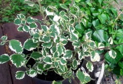 Komarzyca- Plektrantus koleusowaty (Plectranthus forsteri)