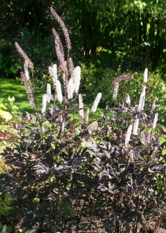 Świecznica prosta (Pluskwica) ‘Carbonella PBR’ (Actaea simplex)