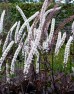 Świecznica prosta (Pluskwica) ‘Carbonella PBR’ (Actaea simplex)