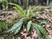 Podrzeń żebrowiec (Blechnum spicant)