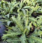 Podrzeń żebrowiec (Blechnum spicant)
