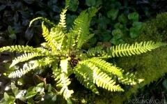 Podrzeń żebrowiec (Blechnum spicant)