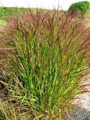 Proso rózgowate 'Squaw' (Panicum virgatum)