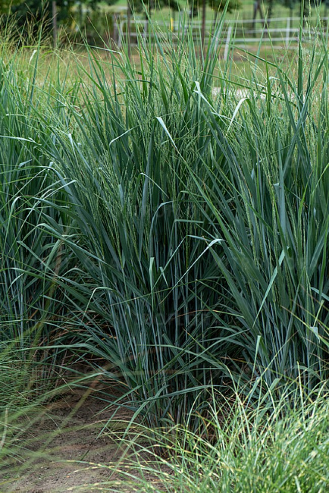 Proso rózgowate 'Blue Fountain' (Panicum virgatum)