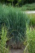 Proso rózgowate 'Blue Fountain' (Panicum virgatum)