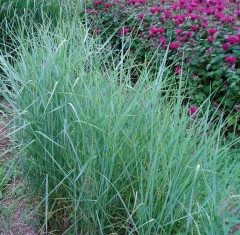 Proso rózgowate 'Prairie Sky' (Panicum virgatum)