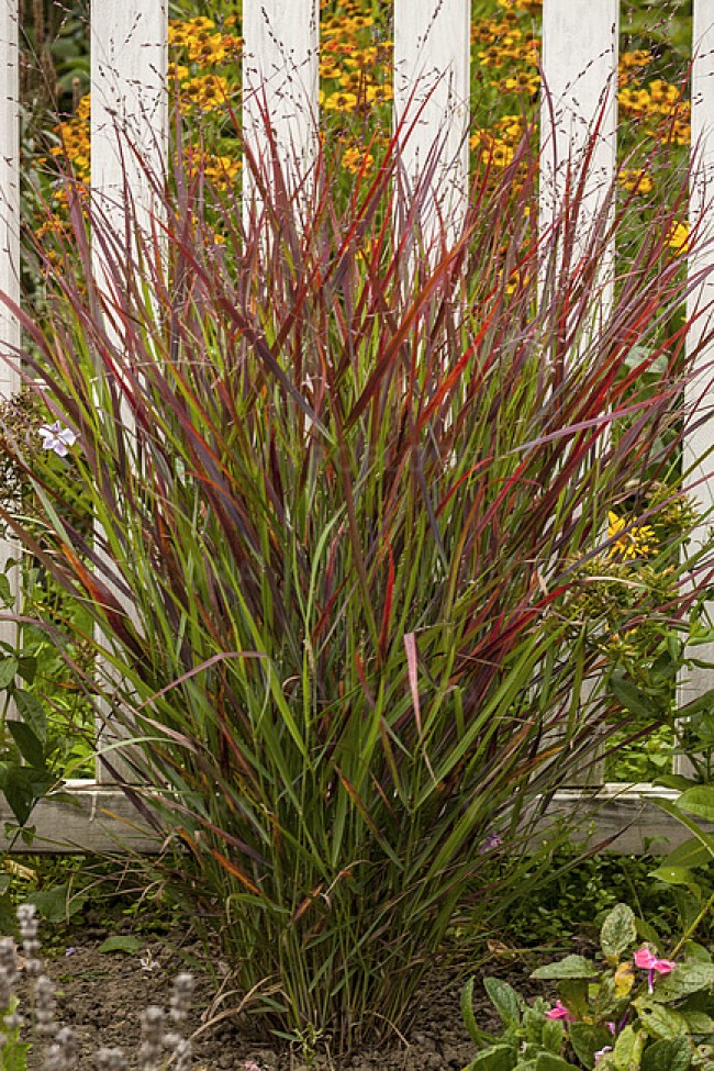 Proso rózgowate ‘Sangria’ (Panicum virgatum)