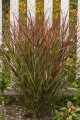 Proso rózgowate ‘Sangria’ (Panicum virgatum)