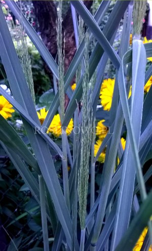 Proso rózgowate 'Cloud Nine' (Panicum virgatum)