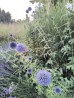 Przegorzan pospolity  (Echinops ritro)