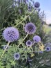 Przegorzan pospolity  (Echinops ritro)