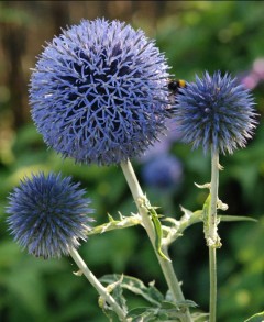 Przegorzan banacki 'Taplow Blue' (Echinops bannaticus)